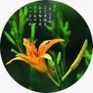 萱草