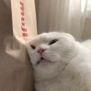 彩色的光