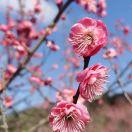 醉汉婷