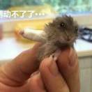 飞熊