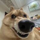 摆