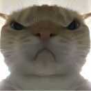 猛攻鼠鼠(三角洲行动)