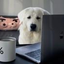 主人