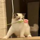 青池