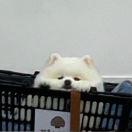 苍旻