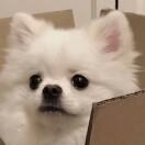 CL