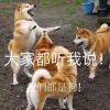 我们都是狗