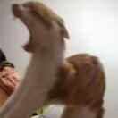 bro