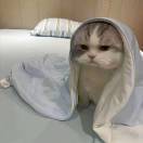 对方正在输入中