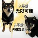 蒜鸟都不绒衣