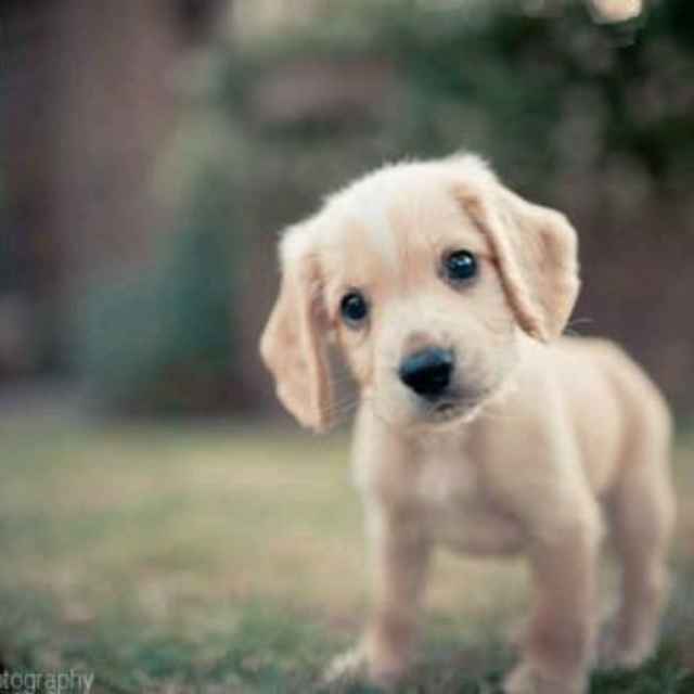 单身汪🐶 的小眼神👀