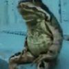 馋