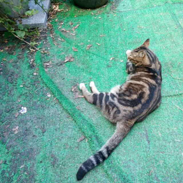 胖胖
