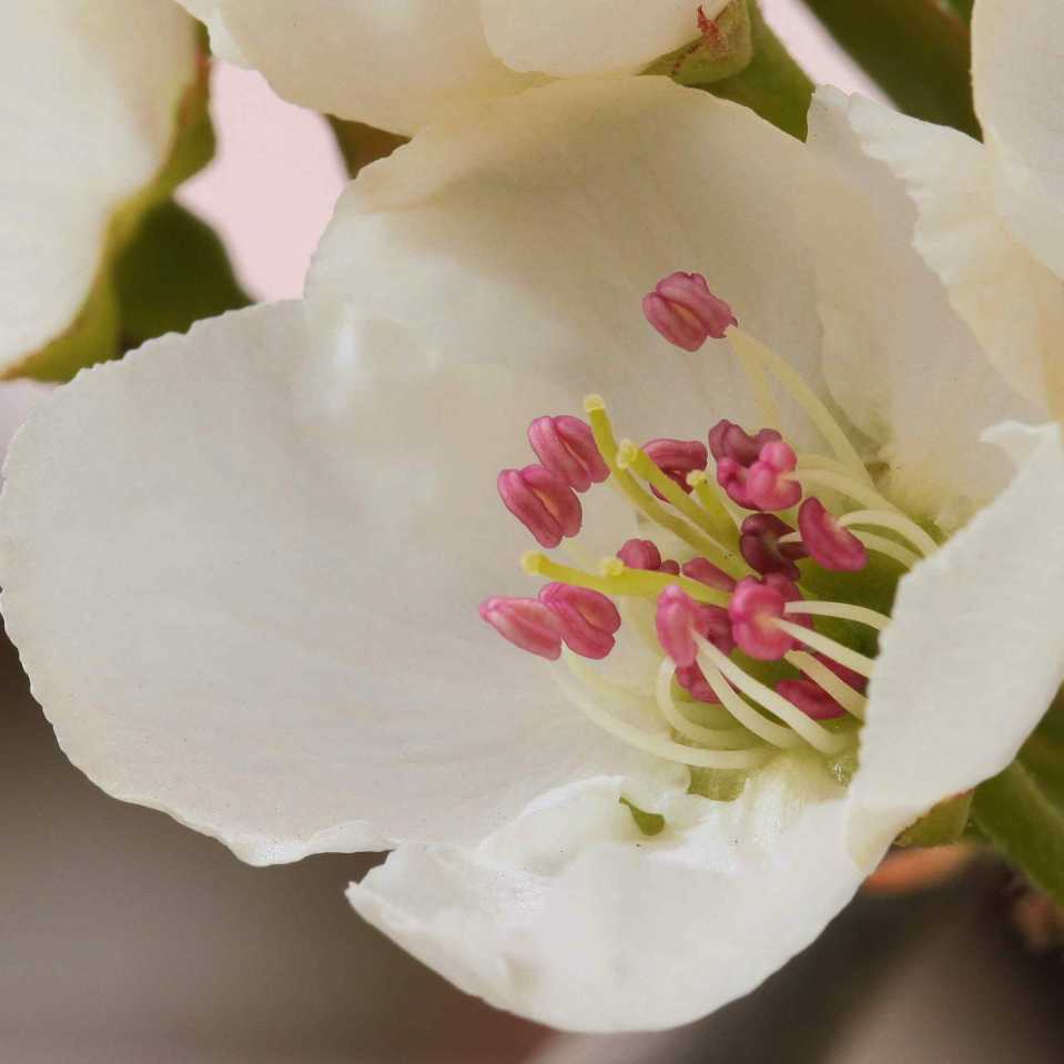 菲