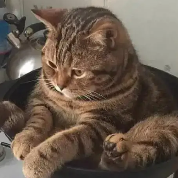 总有刁民想害朕