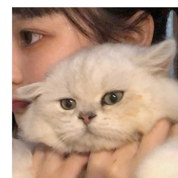 左鹤