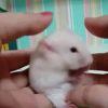瓶中鱼