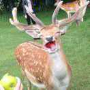 An