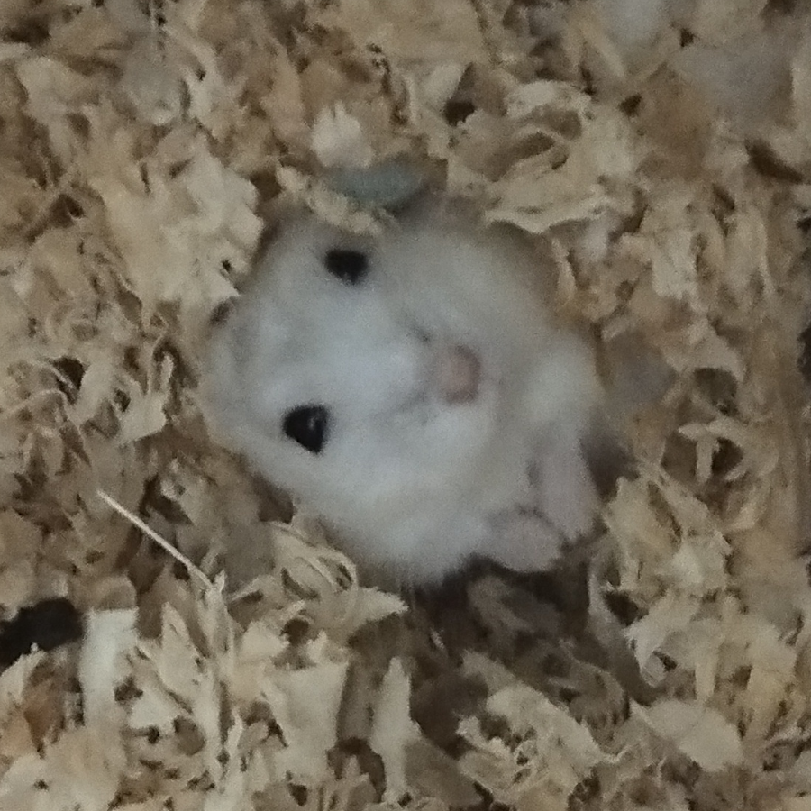 小灬黑子
