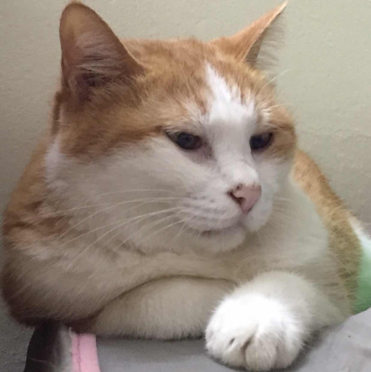 dan