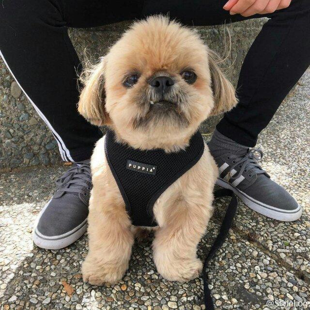看喜剧不能哭