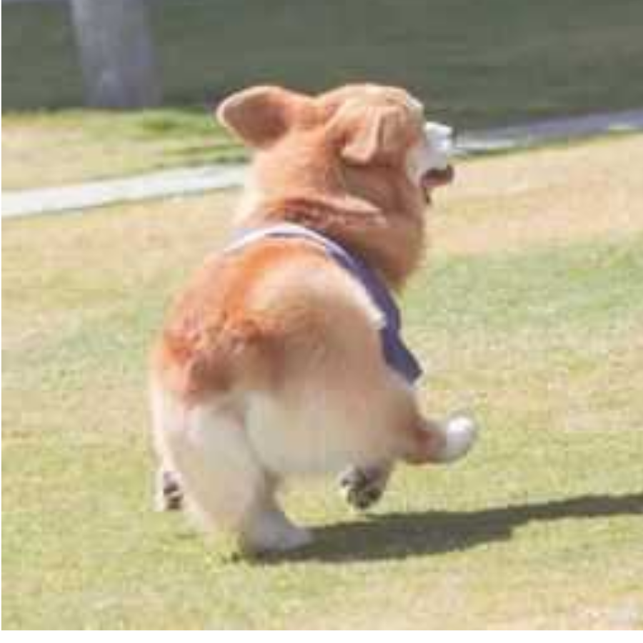法兰柯基犬