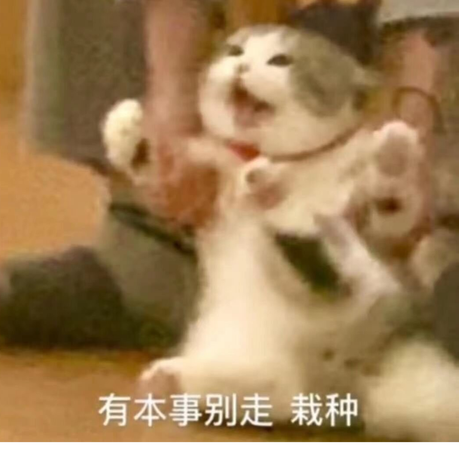 猫的石榴