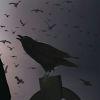 Crow
