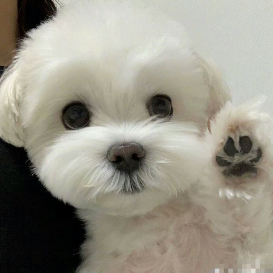 别叫醒梦游小狗