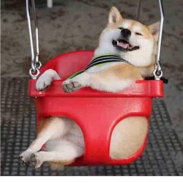 瓜瓜皮狗