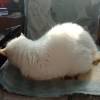 猫猫虫