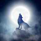 月亮下的孤狼