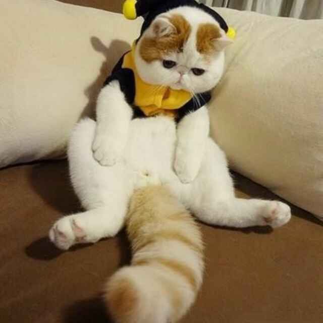 小强
