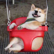 帝蛙爱你呦～