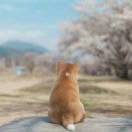 张J