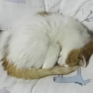 汪阳