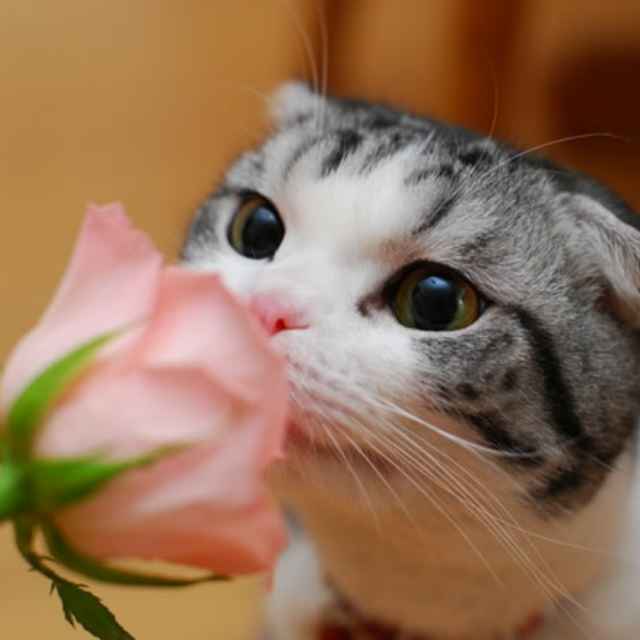 花香蝶自来