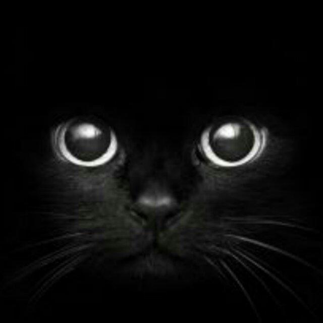 夜猫子