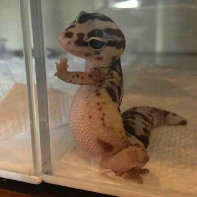 醉