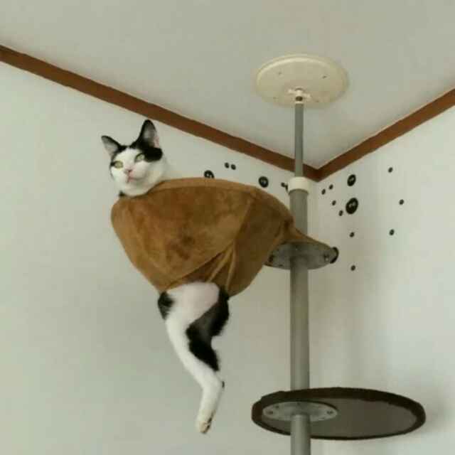 修远兮