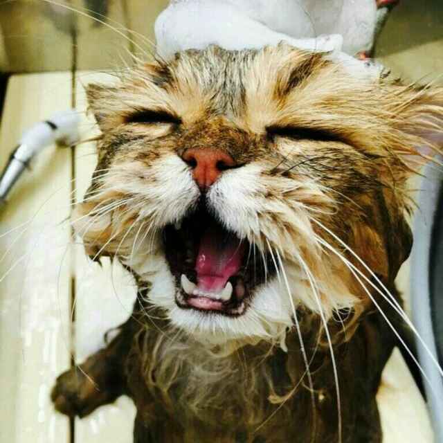 爱洗澡的猫
