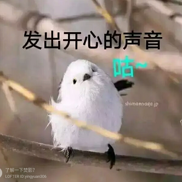 一枚小白