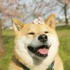 Watcher丨