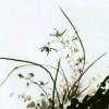 云上撒点花露水