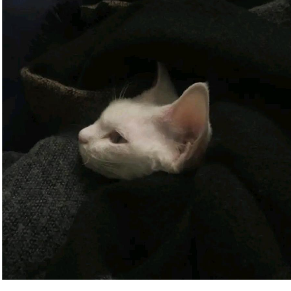 樱满集