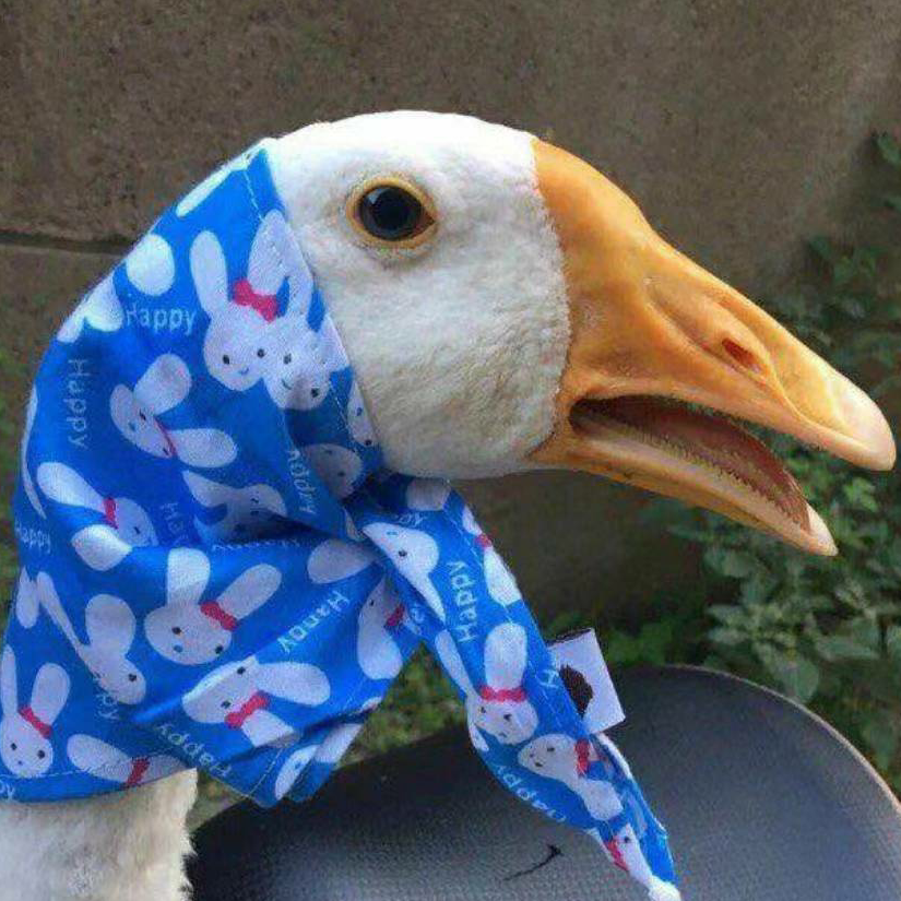 老氓子