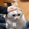 臭玩游戏的猫