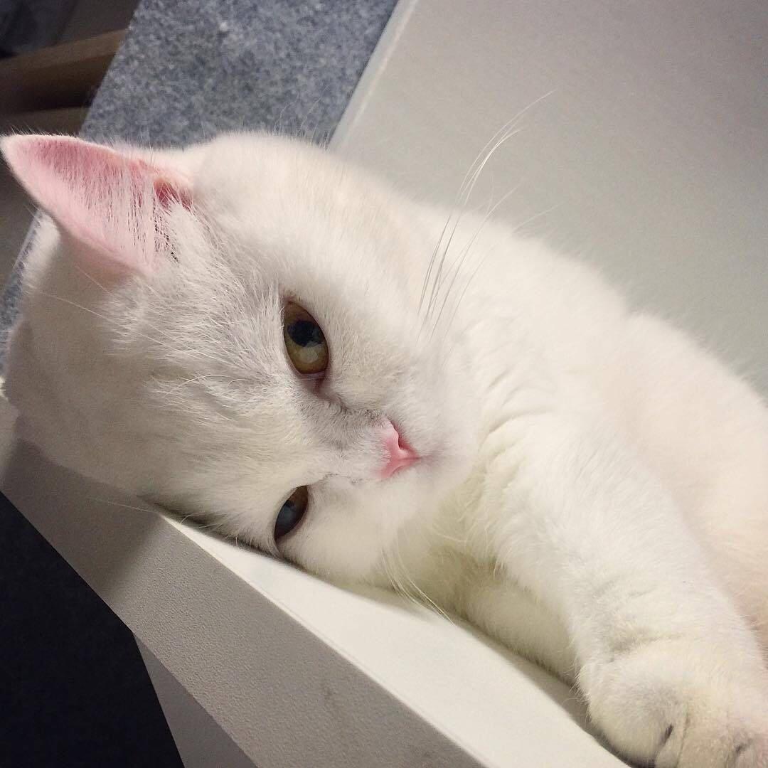 楼楼