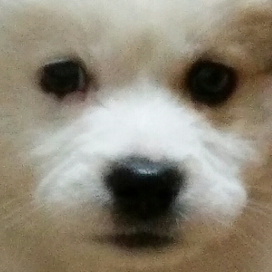 黑夜炬火⚡