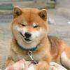 肥唧唧